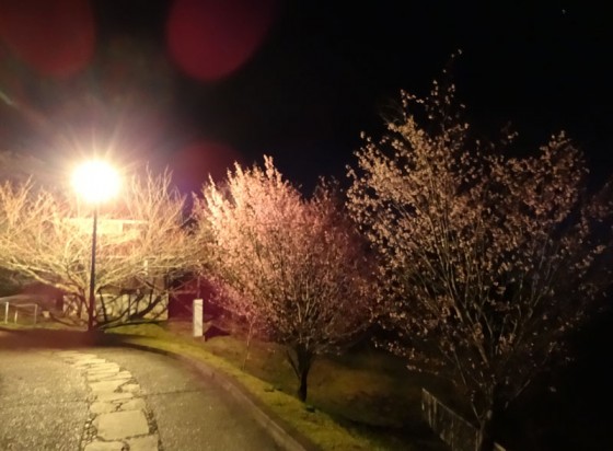 Cherry blossom in the night scape.